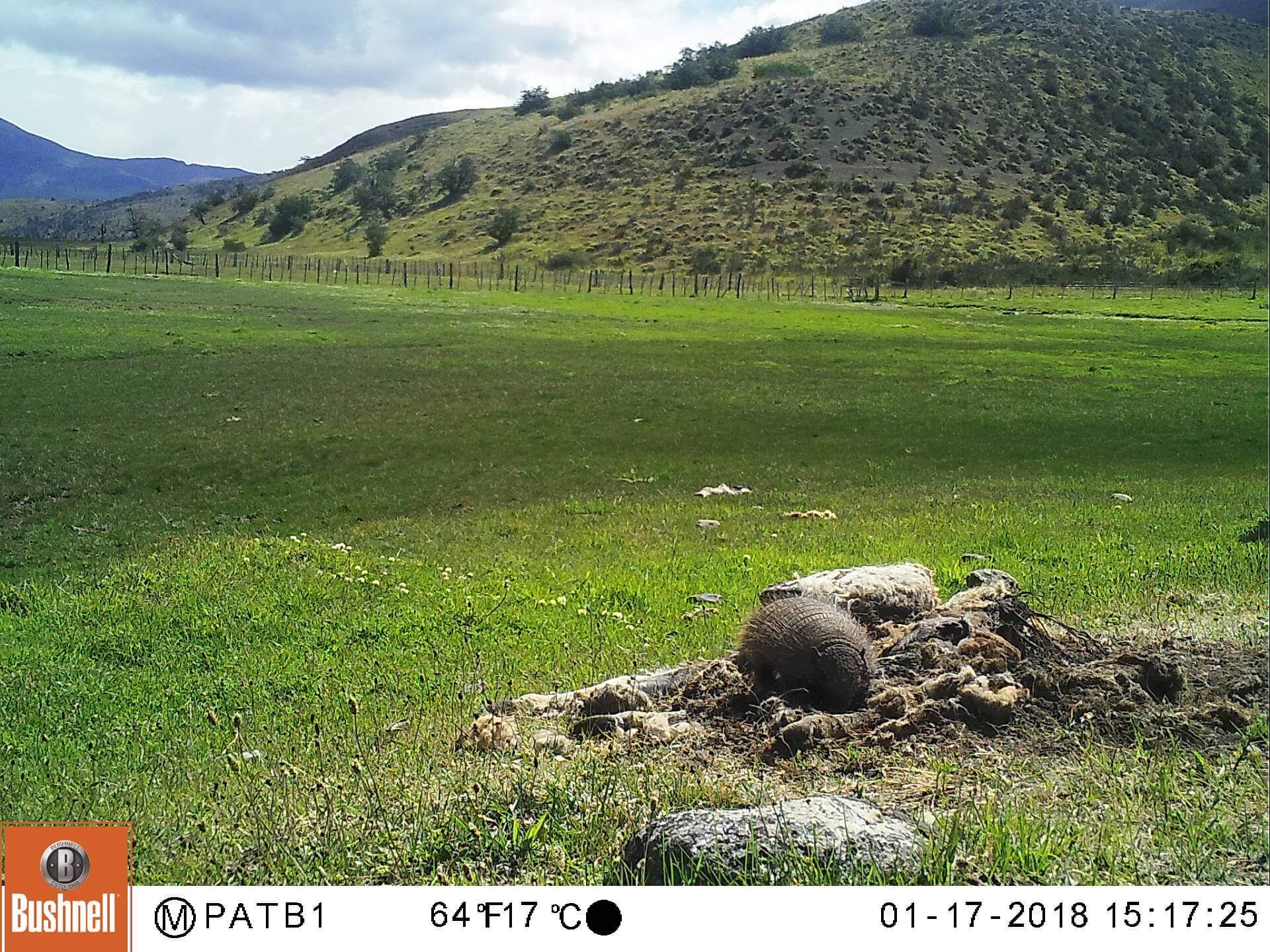 Armadillo en Torres del Paine