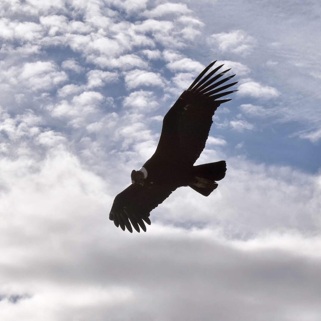 Condor Torres del Paine