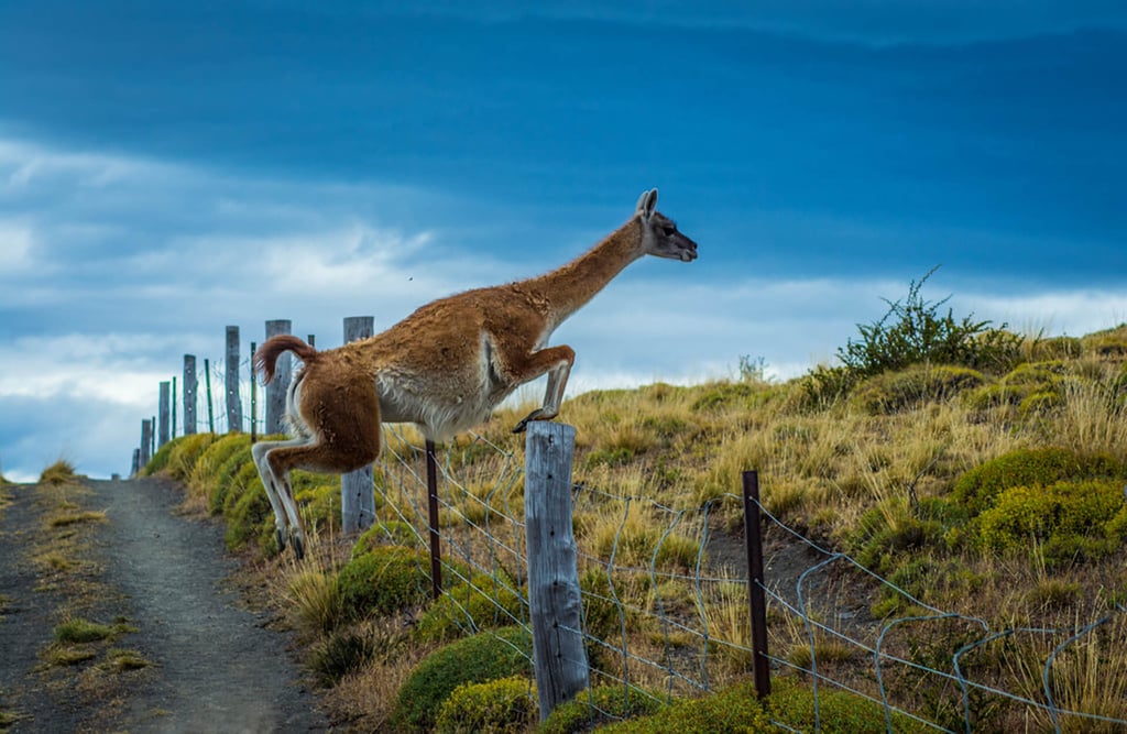 Jumping guanaco Torres del Paine