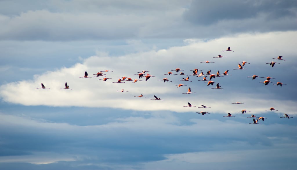 Flamencos in the sky Torres del Paine