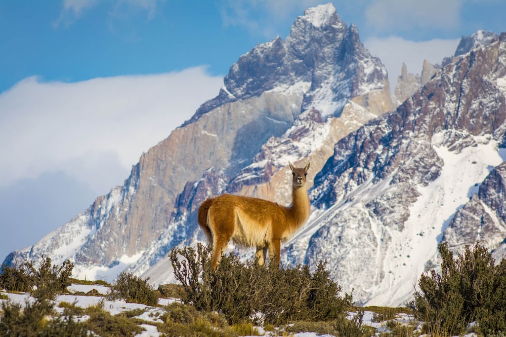 Wandering guanaco Torres del Paine