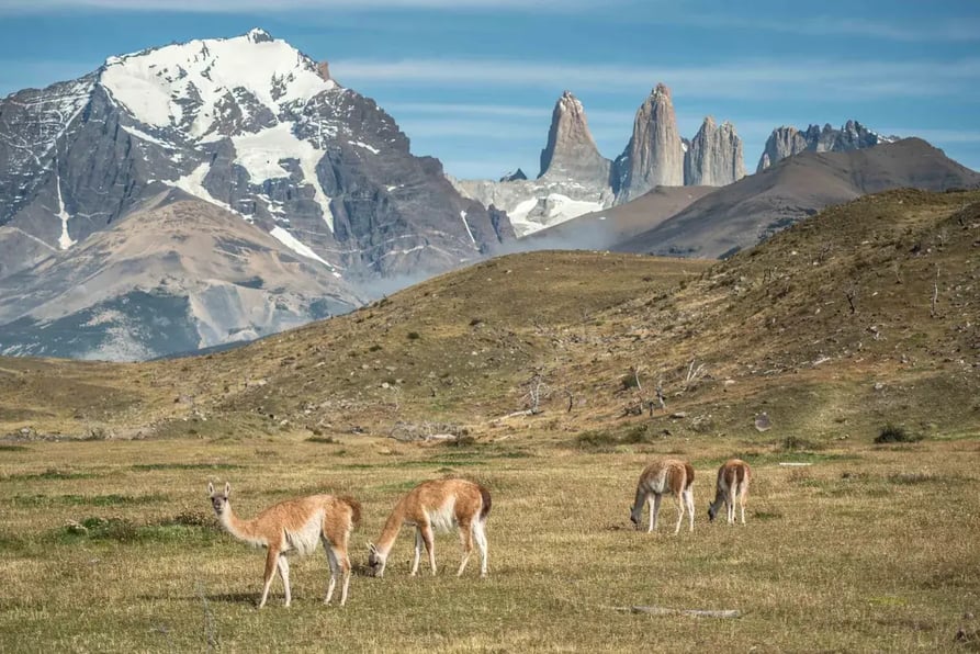 Guanacos en Torres del Paine