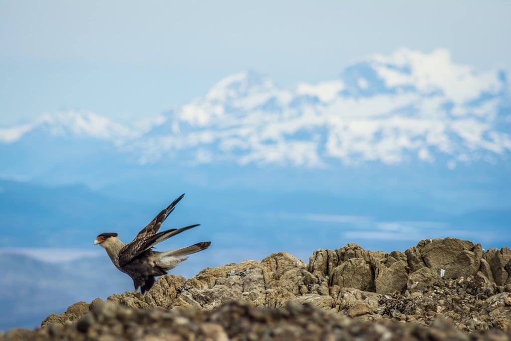 Patagonic Animals