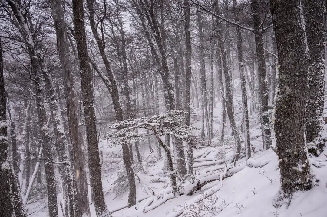 Forest in Torres del Paine in Winter