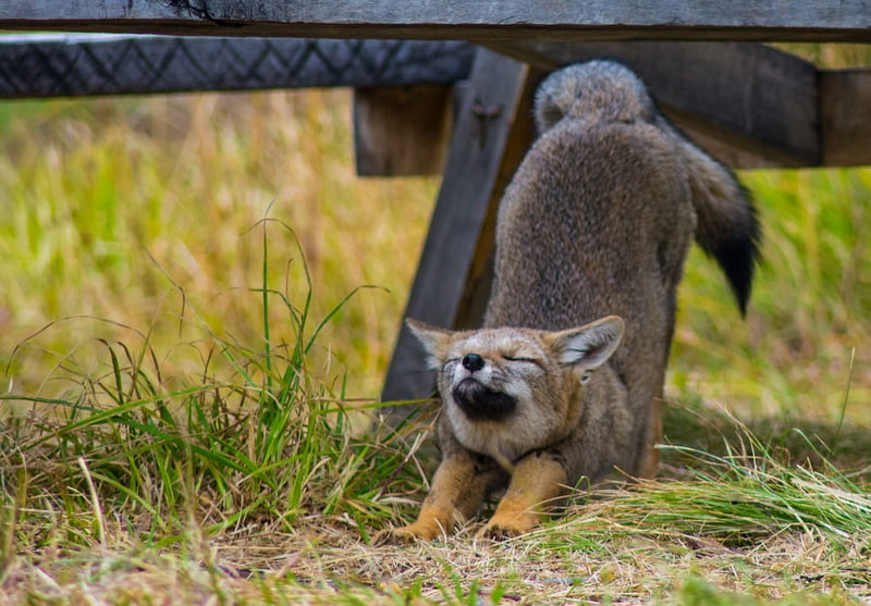 torres del paine strechin fox