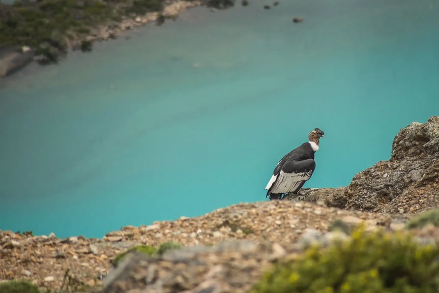 Condor in Torres del Paine