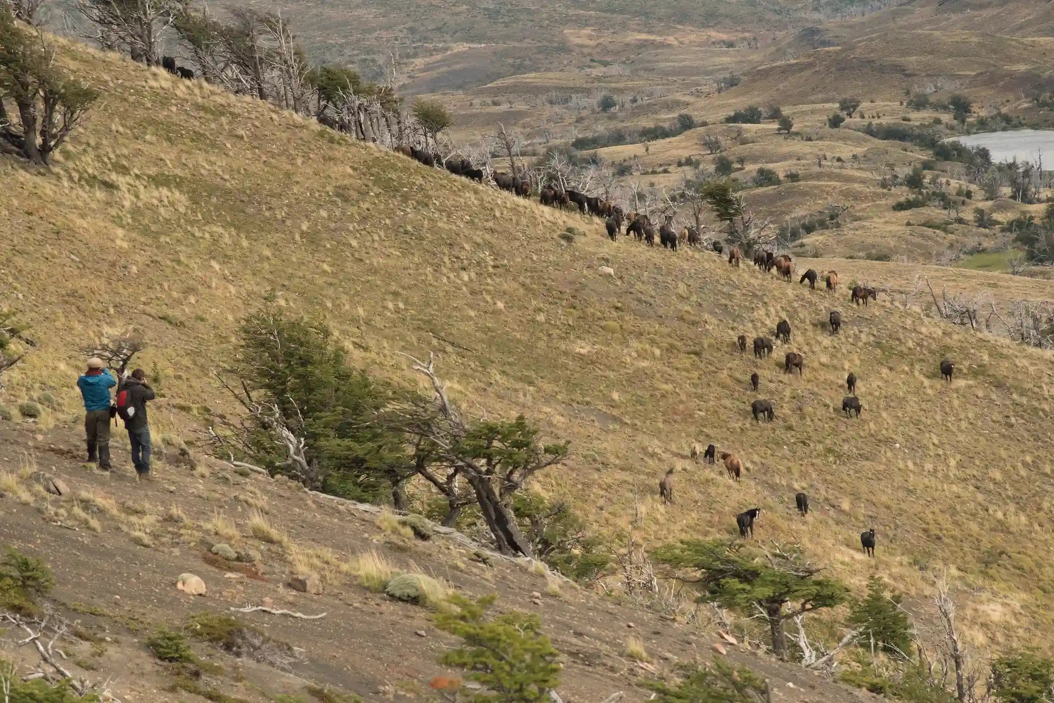 Patagonia animals