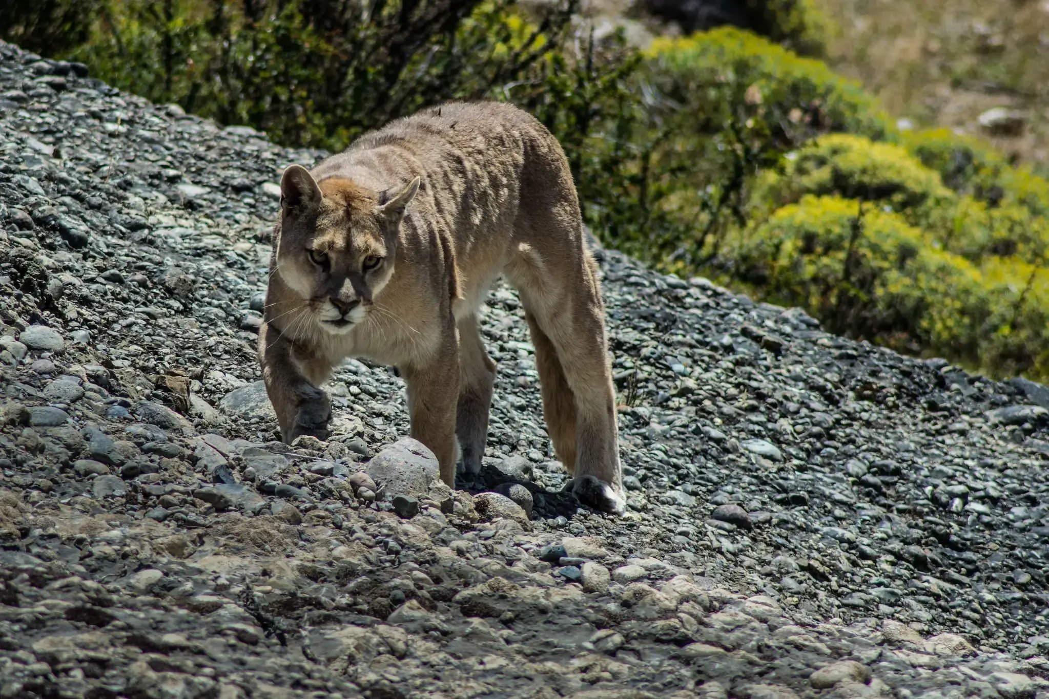 27513474053_5916db74d6_k