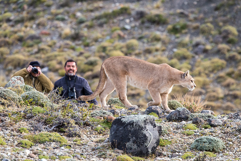 Animal Patagonia