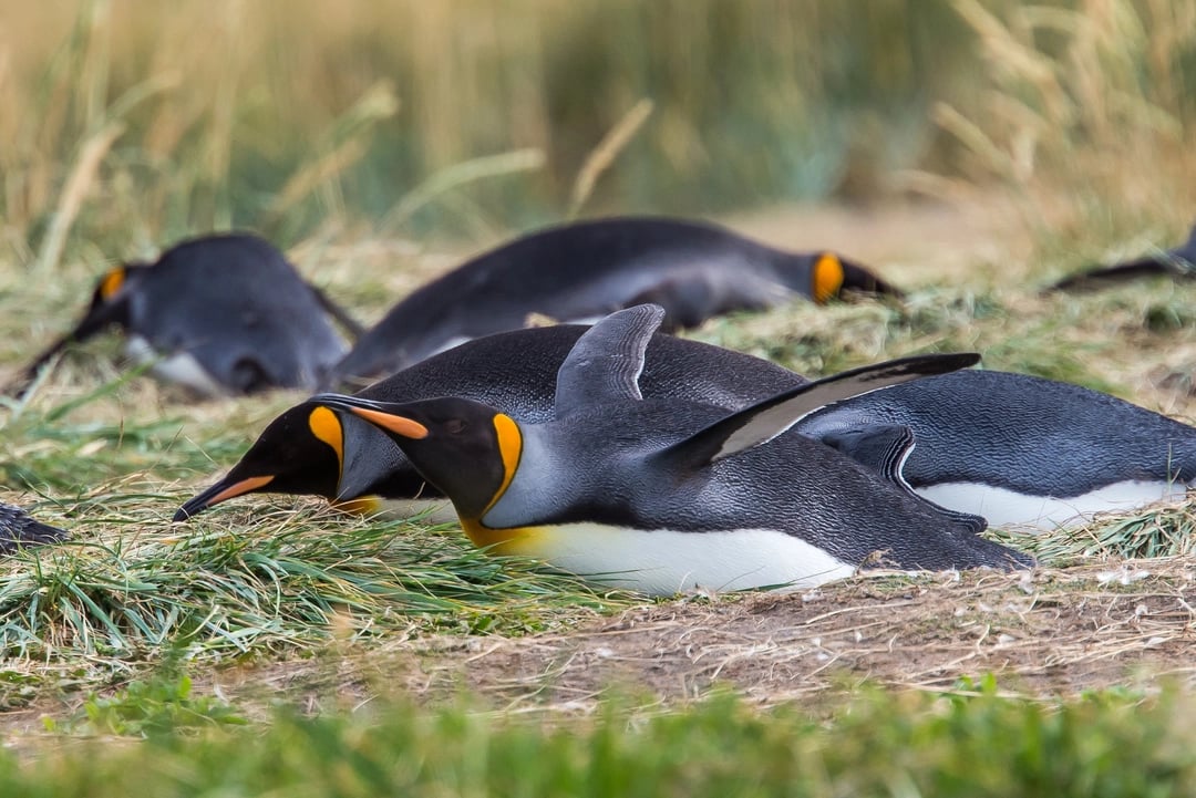 King penguins, chilean patagonia