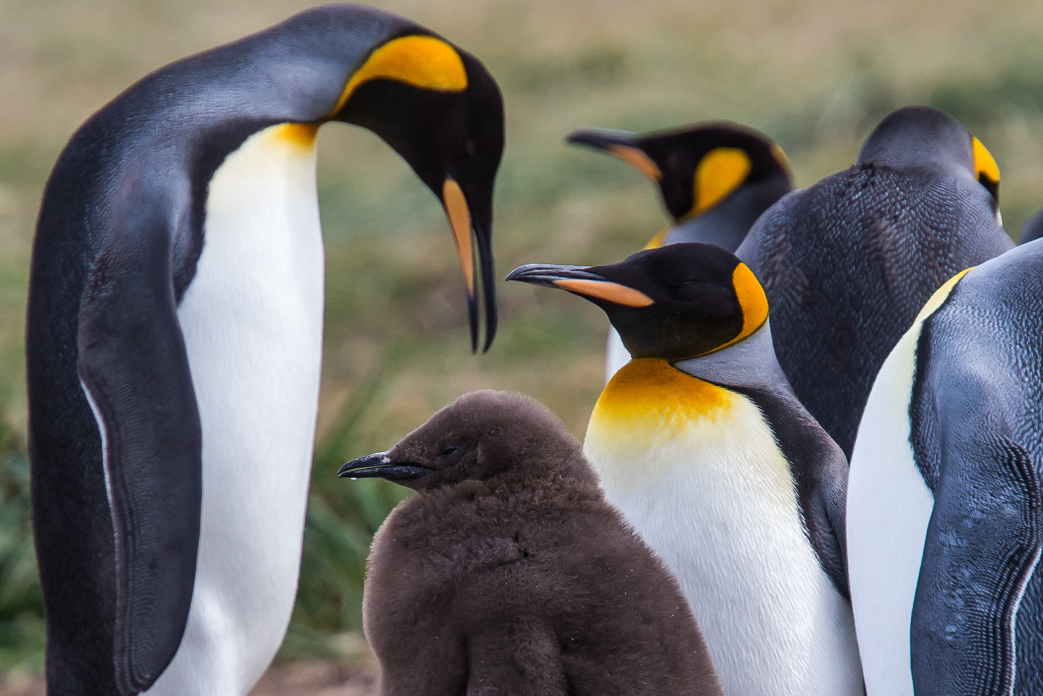 King penguin Patagonia