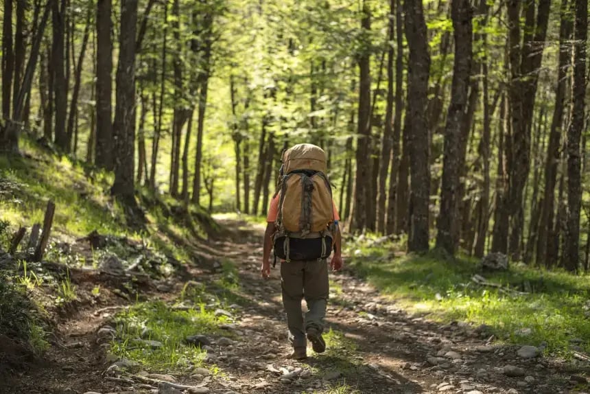 Hiker with a large backpack walking along a shaded forest trail surrounded by tall green trees