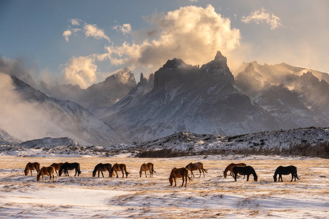 Horses in Winter in Torres del Paine
