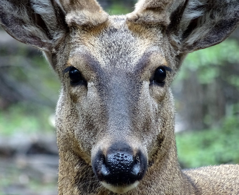 huemul deer