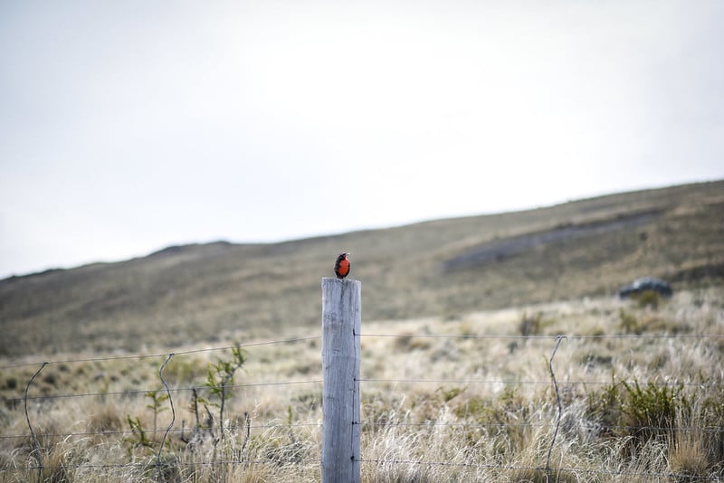 31605631216_03e03e11f1_c