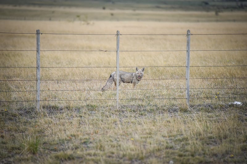 31633083406_df4c3c0c8f_c