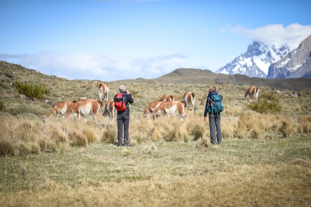 Patagonia animals Trail