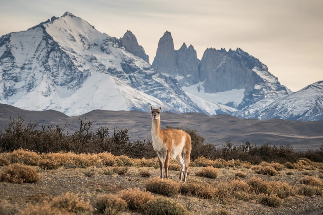 Guanaco en Torres del Paine