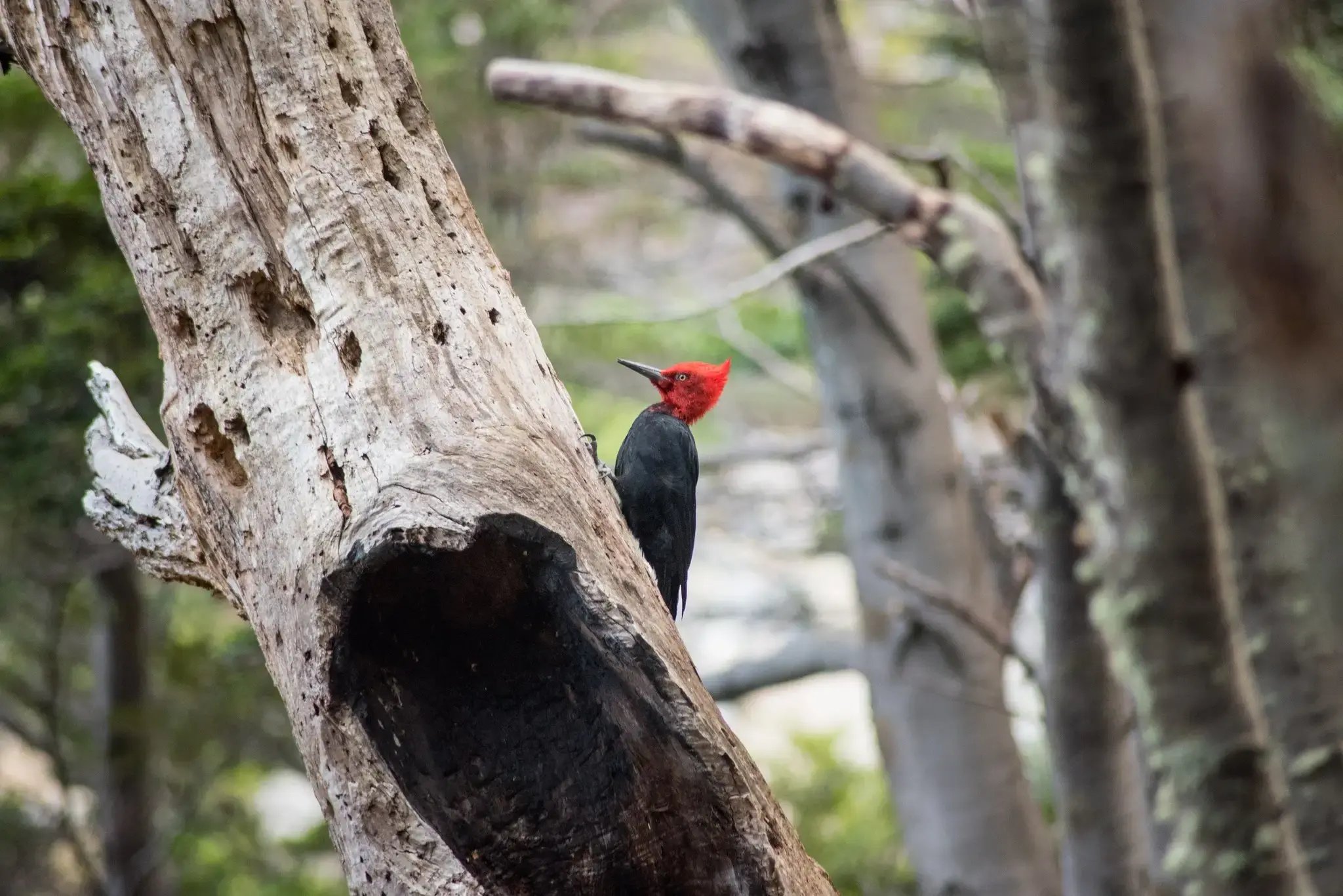 48448765037_7f605d0294_k