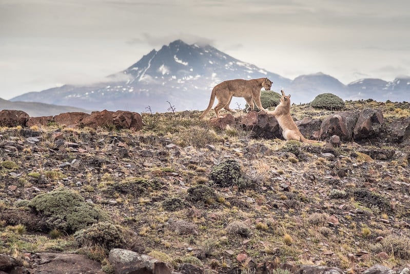 Cougars playing