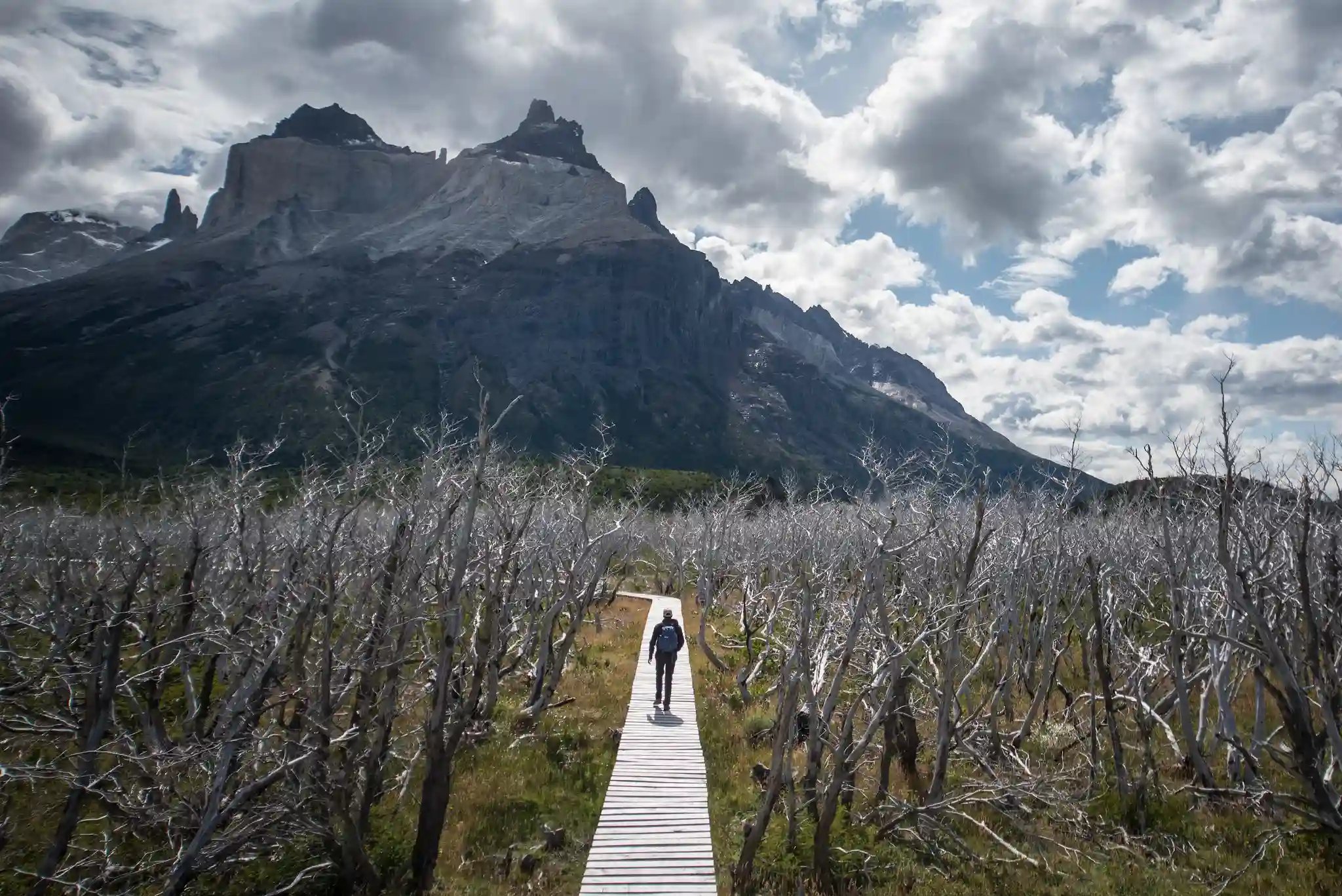 Walking through the forests of Torres del Paine after the 2012 fire