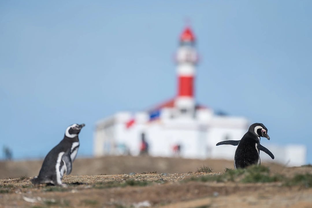 Magellan Penguins in chilean patagonia