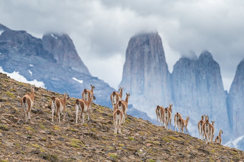 52729741617_2b486b001e_c