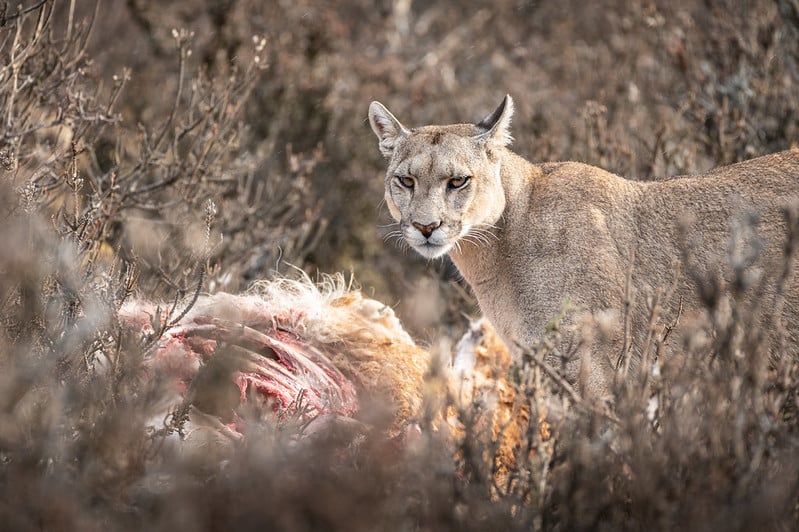 52954145082_4bbdb19b6e_c-1