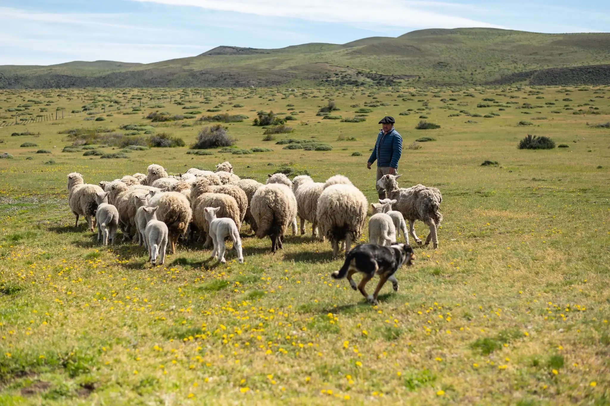 53318643911_58bdafb62f_k