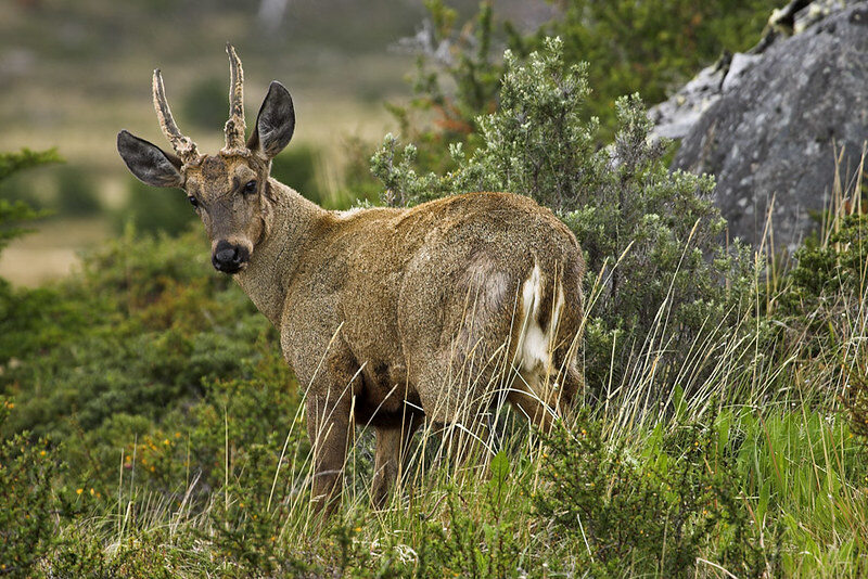 Huemul deer 