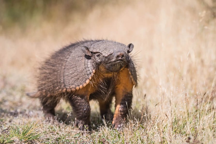 Armadillo en Patagonia