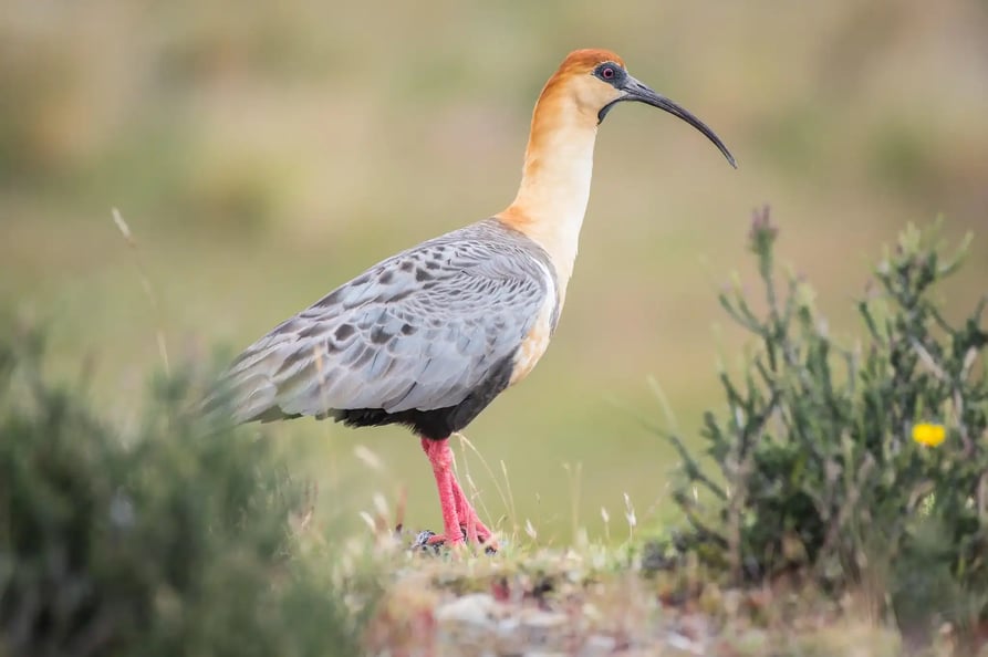 Ibis de cuello beige Patagonico