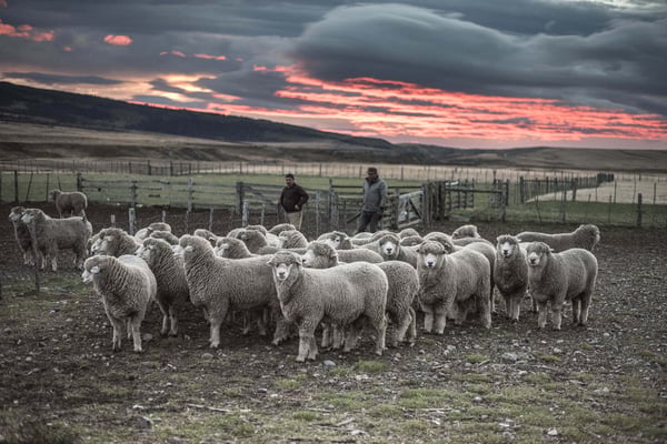 Ovejas en la Patagonia 