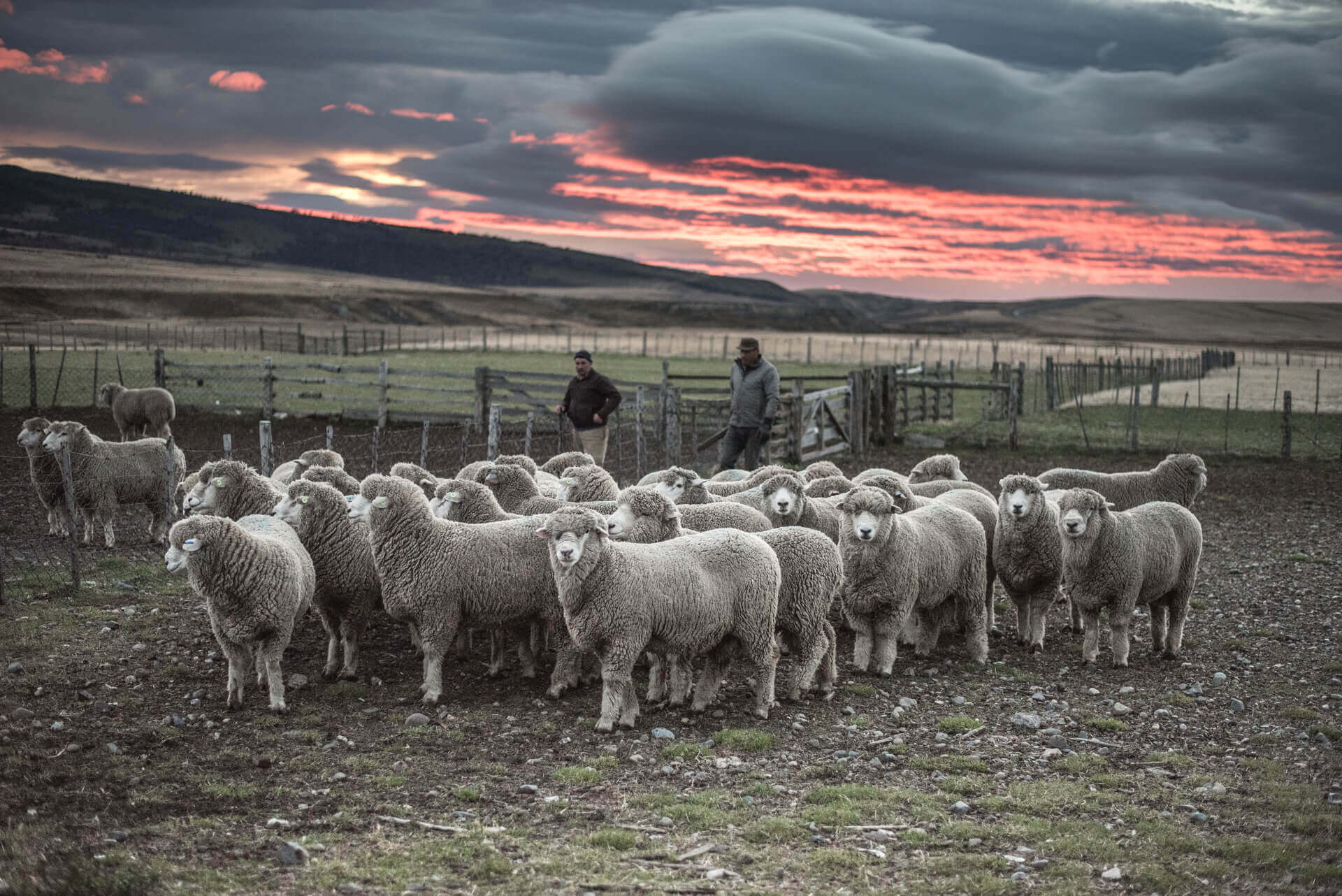 Gauchos sheeps Patagonia