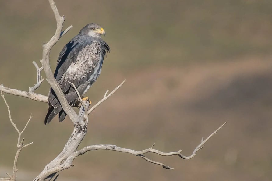 Black chested buzzard eagle 