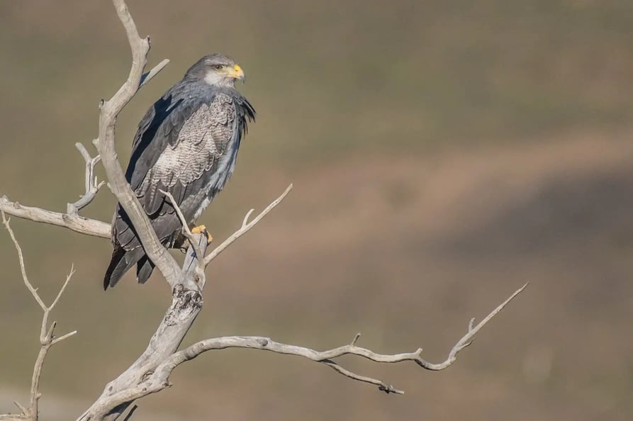 Águila ratonero de pecho negro Patagonia