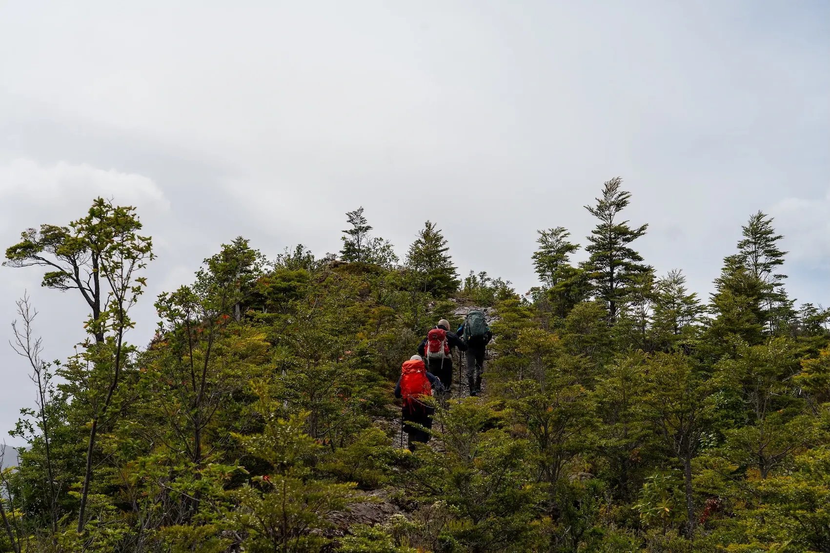 Brush Trek Dia 1-34 copy