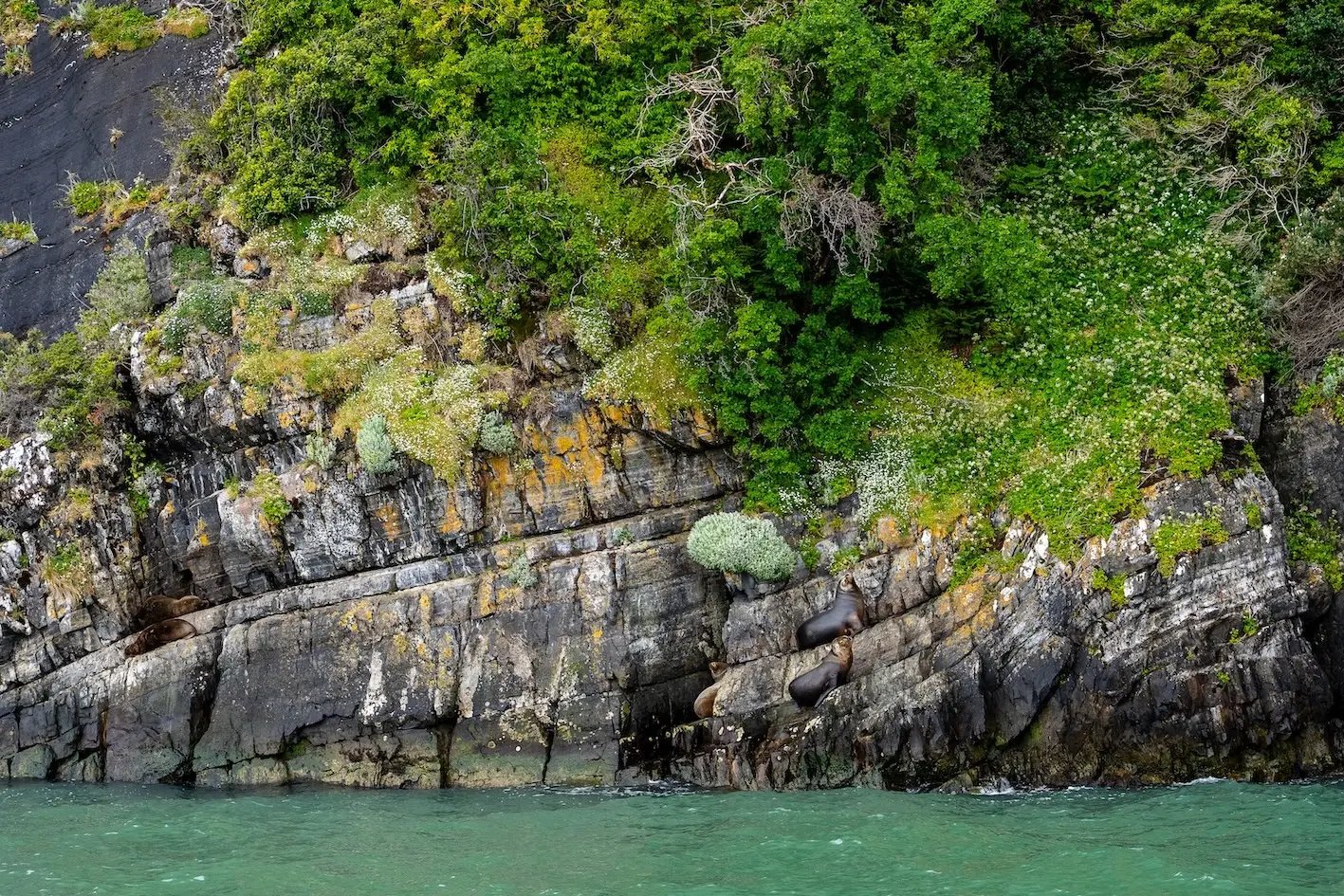 Brush navegacion balmaceda serrano-68 copy