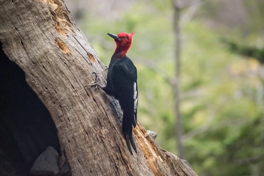 Magellanic Woodpecker