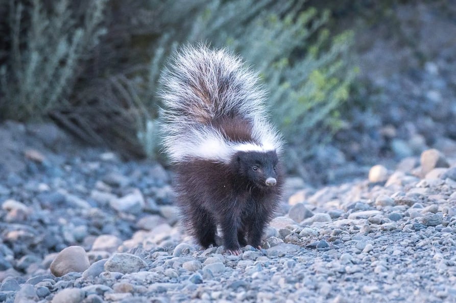 Chingue  Skunk in Patagonia