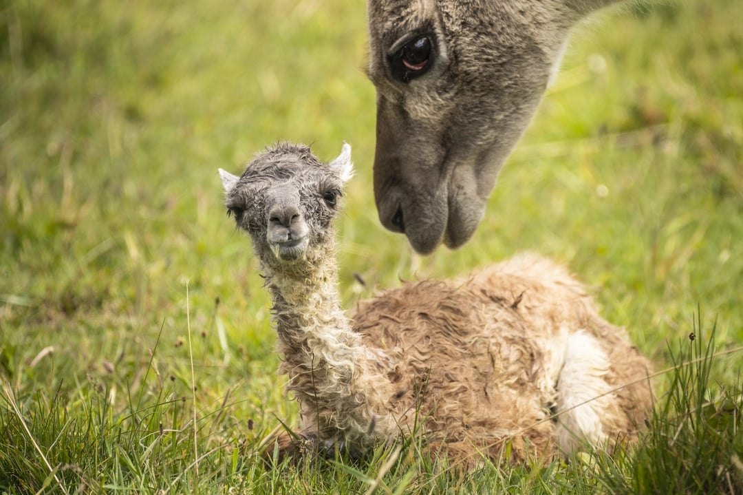 Spring in Patagonia is great time to wildlife