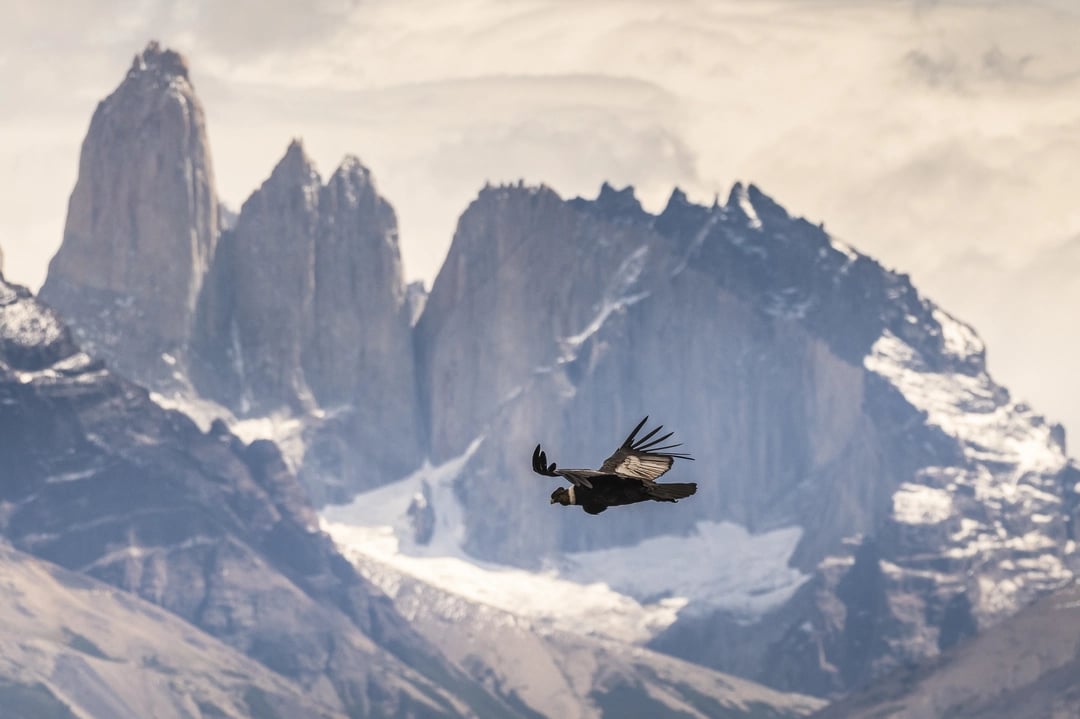 Torres del Paine and Condor