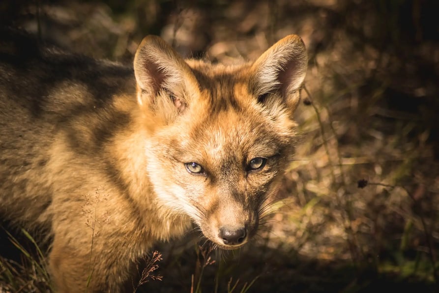 Culpeo Fox  in Torres del Paine