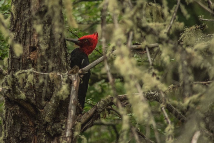 woodpecker in patagonia