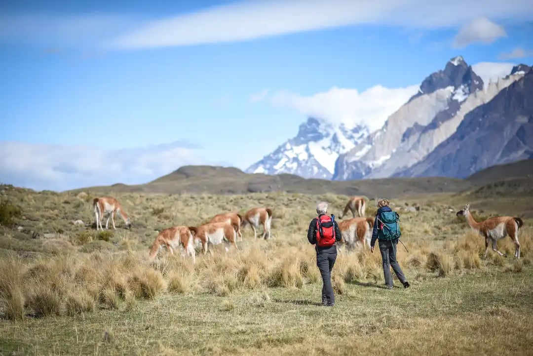 Guanacos en Patagonia