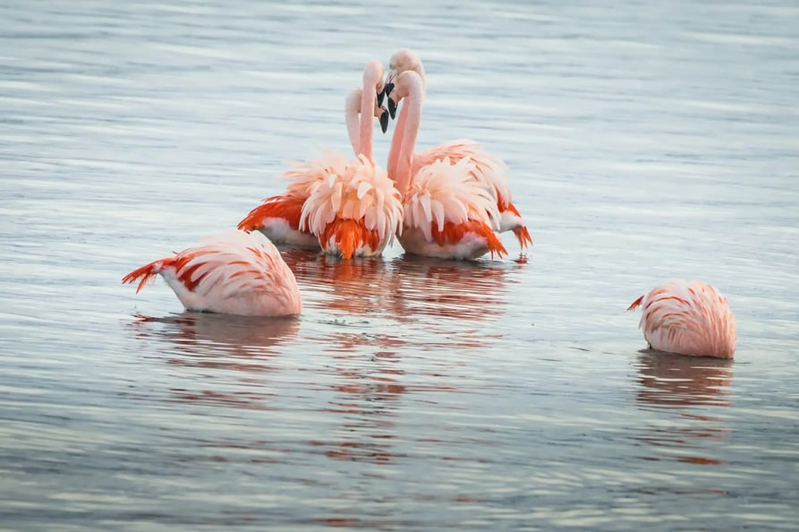 Flamingos in Patagonia