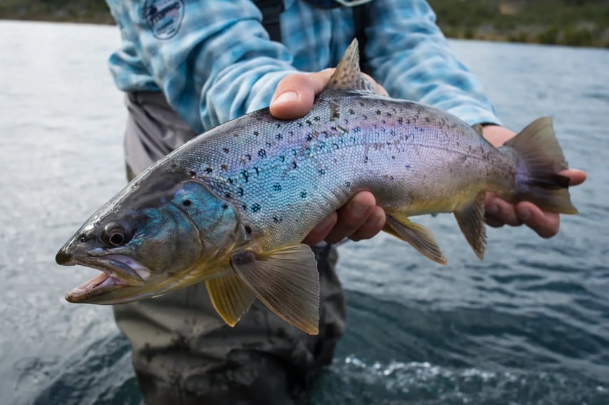 Two hands presenting a fish caught during fly fishing in Patagonia