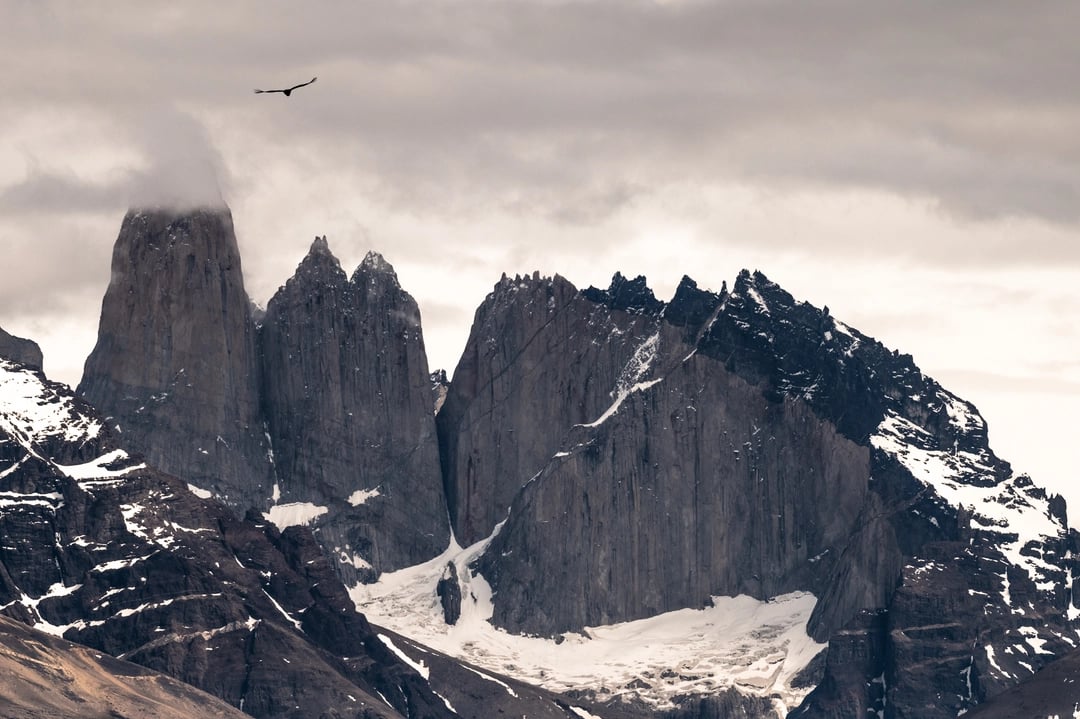 Condor en Torres del Paine