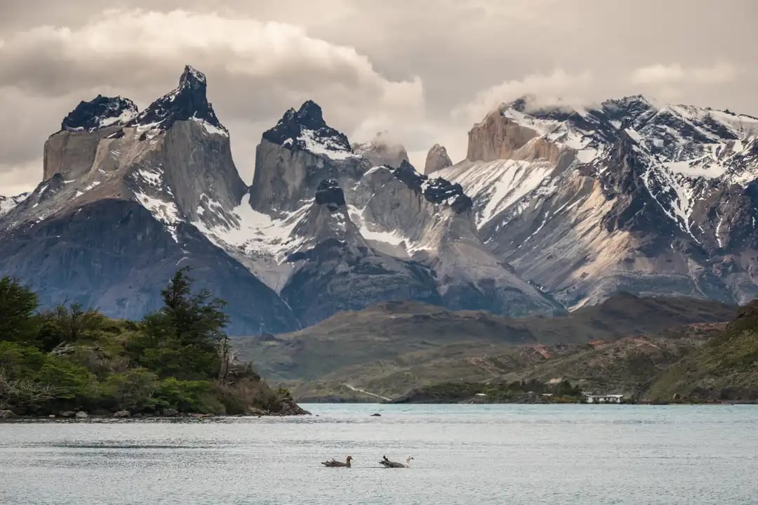 Caiquenes in Torres del Paine