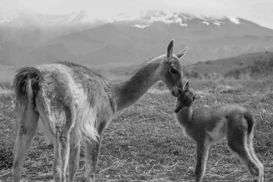 Guanacos en Torres del Paine